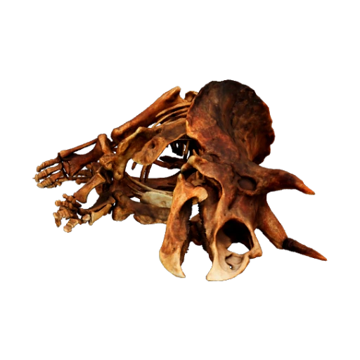 Khủng Long 3 Sừng Triceratops